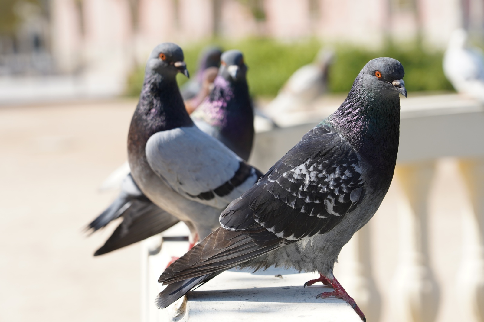 pigeons 1