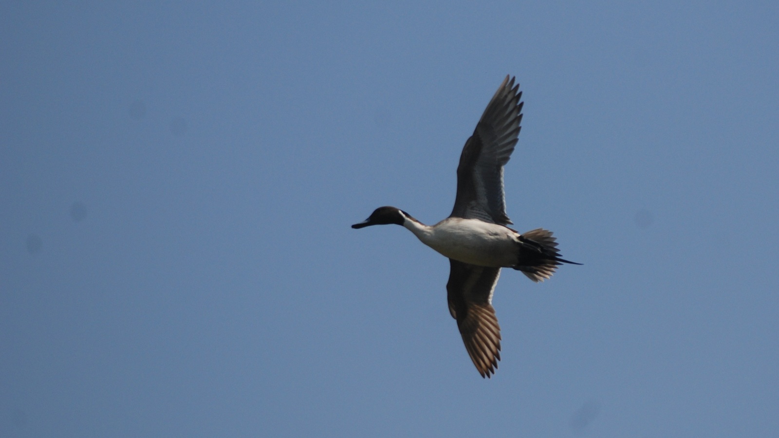 Pintail