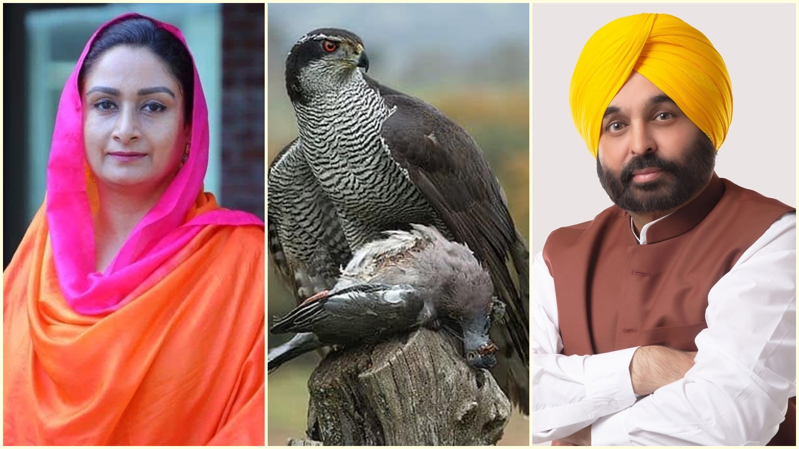 The Battle of the Hawk: Punjab's State Bird Becomes a Political Flashpoint