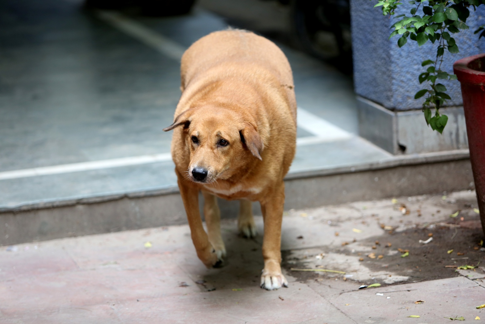Rambabu at Yusuf Sarai in South Delhi. (Express Photo by Gajendra Yadav)