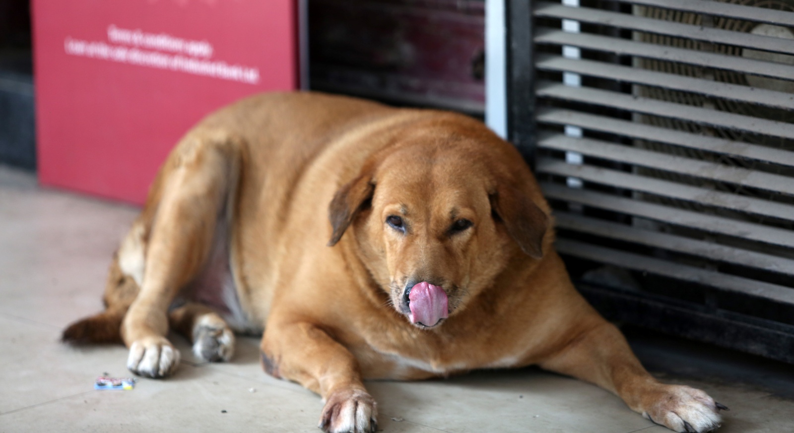 Rambabu, the participant for fat dog online contest in Delhi. 