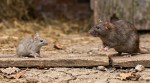 mouse vs rat