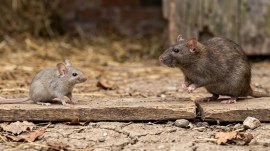 mouse vs rat