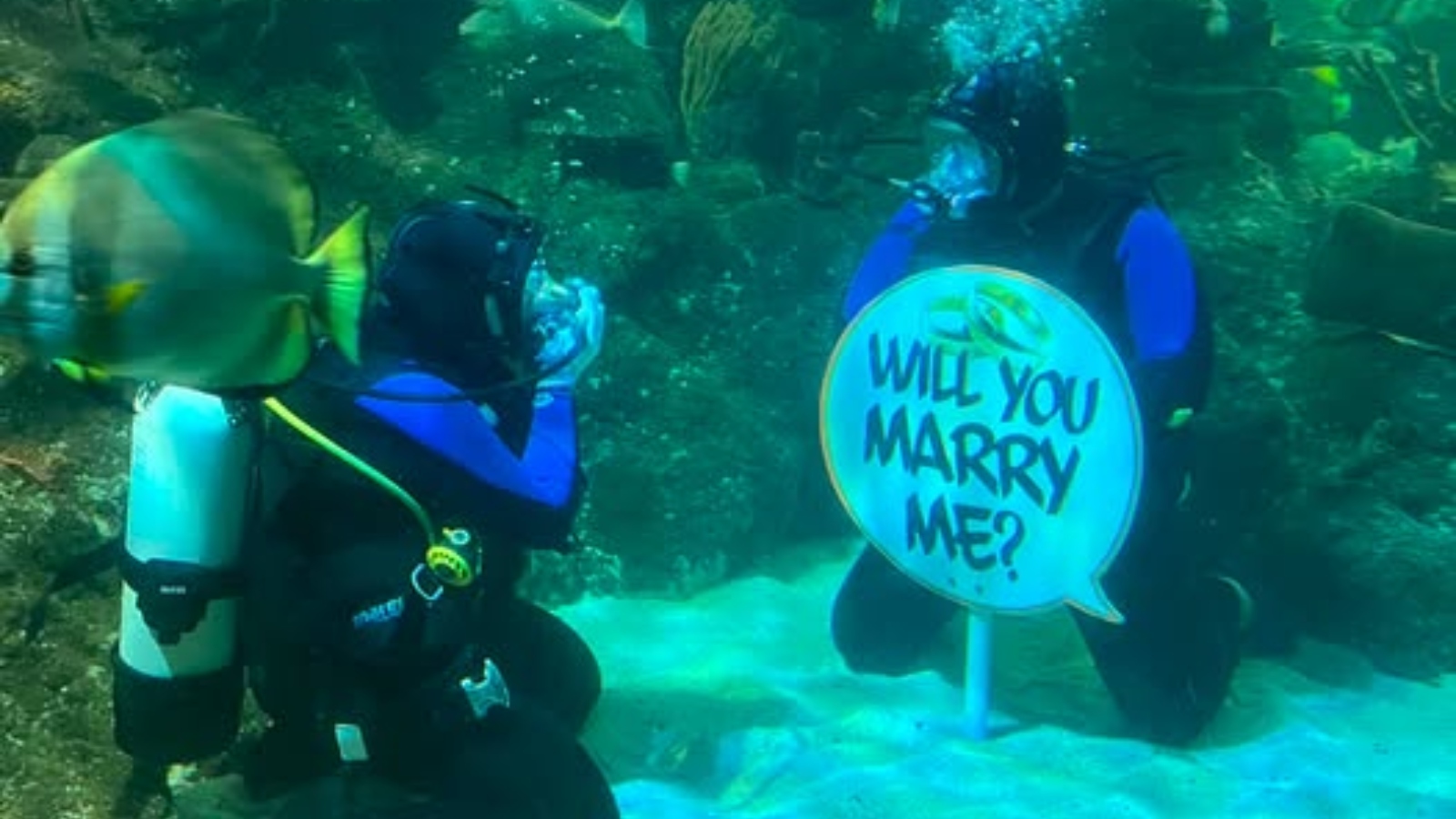 ‘Best day of my life’: UK man surprises ‘shark-lover’ girlfriend with an underwater proposal