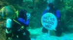 shark diving proposal