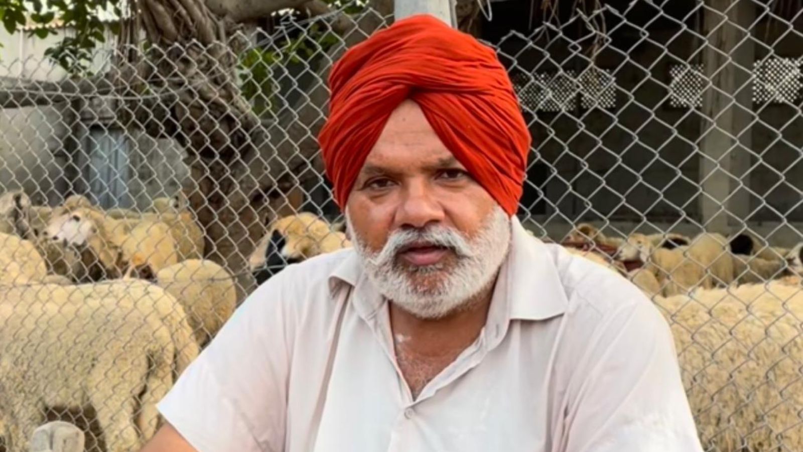 From Rs 6-crore debt to farming success: Fazilka farmer’s sheep, agroforestry formula