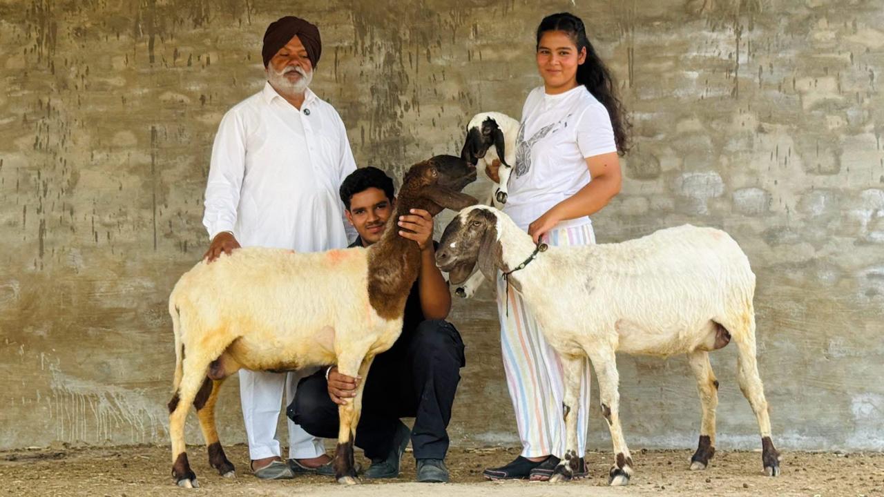 Punjab farmer sheep farming