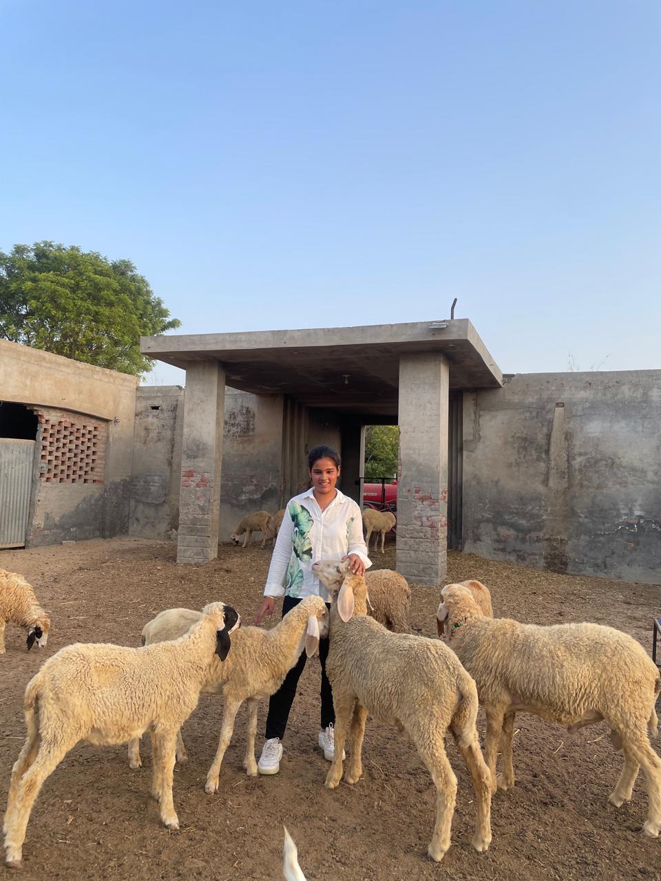 Punjab farmer sheep farming