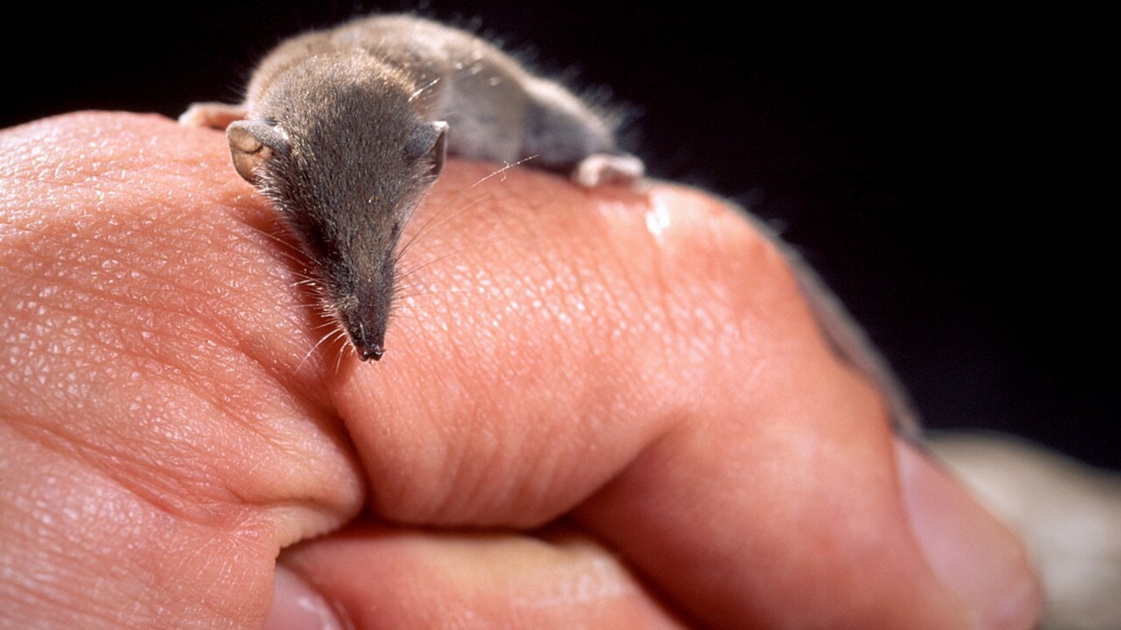 Meet 5 of India’s smallest mammals