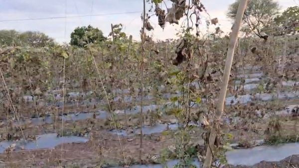 Leafless pomegranate trees stand in parched soil in Tulshi. (Express)