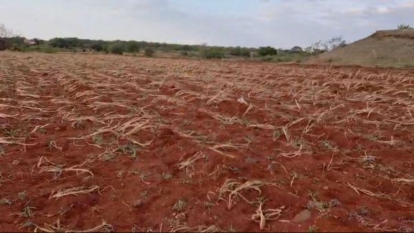Ridge gourd vines wither on a farm in Tulshi (Express)