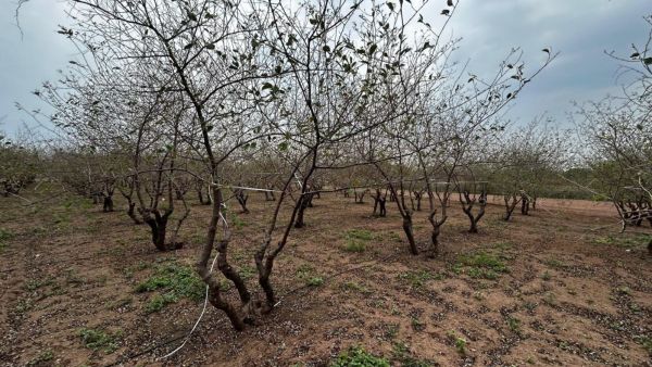 Leafless pomegranate trees stand in parched soil in Tulshi. (Express)