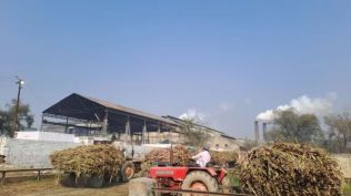 It is still mandatory for all sugar factories to obtain the necessary official crushing license from the Office of the Sugar Commissioner, Pune, before commencing operations.