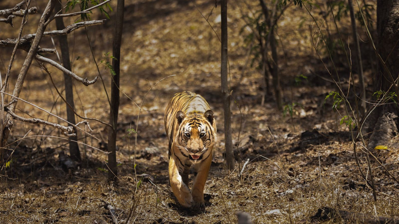 A tiger sighting may be unpredictable, but naturalists can read several signs to track its movement through the forest