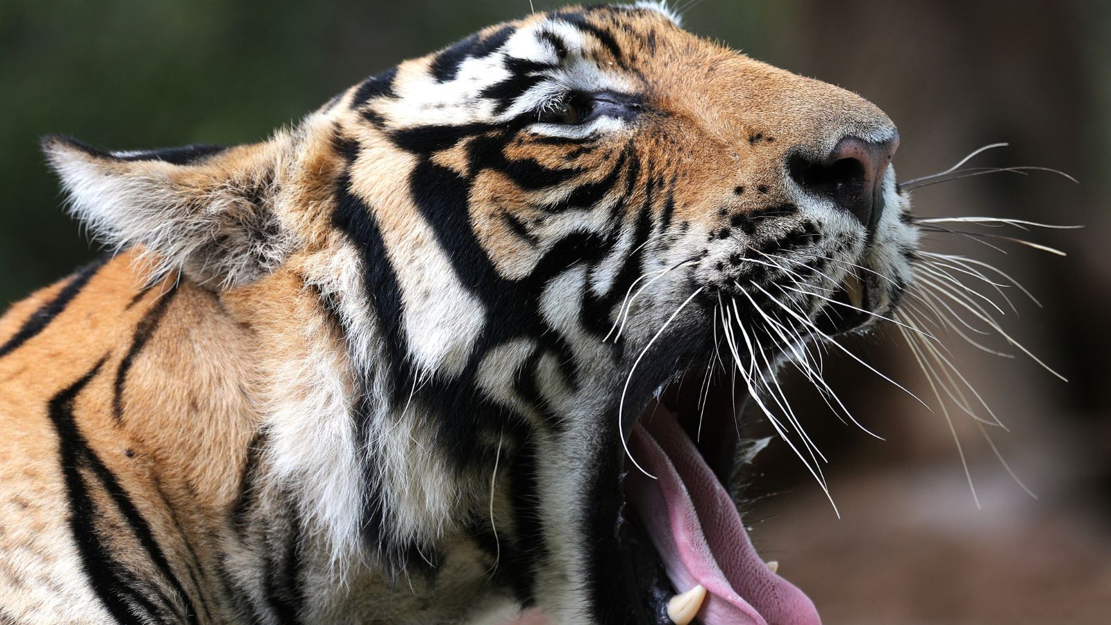Alarm calls from animals such as sambar and langurs can alert naturalists to the presence of a nearby predator.