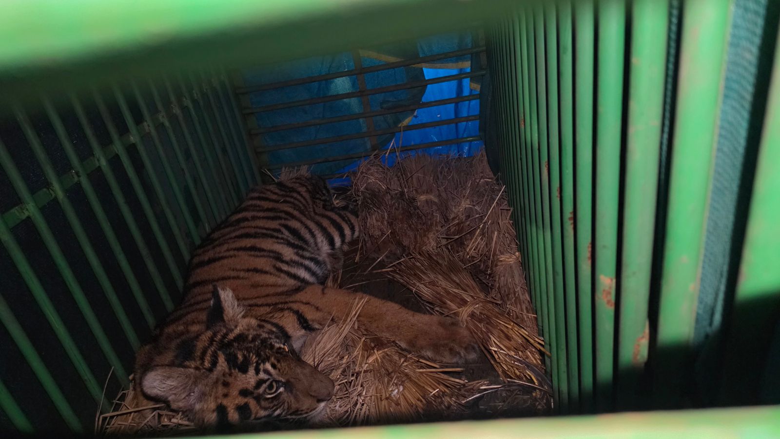 No tranquilizer or net: How forest dept rescued tiger cub that entered Odisha village