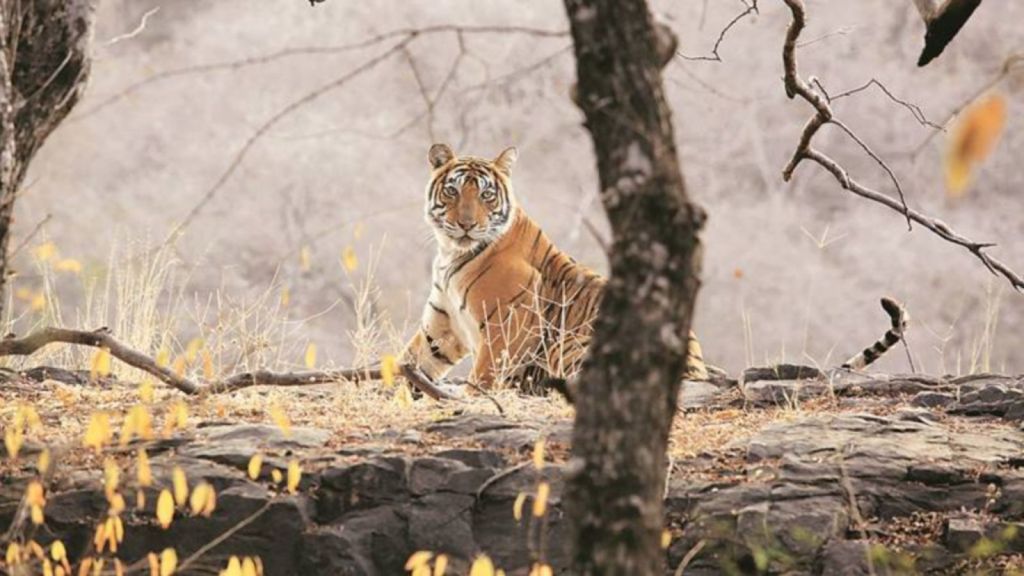 Tiger Kills Labourer At Nahargarh Park Enclosure Official Suspended tiger-kills-labourer-at-nahargarh-park-enclosure-official-suspended