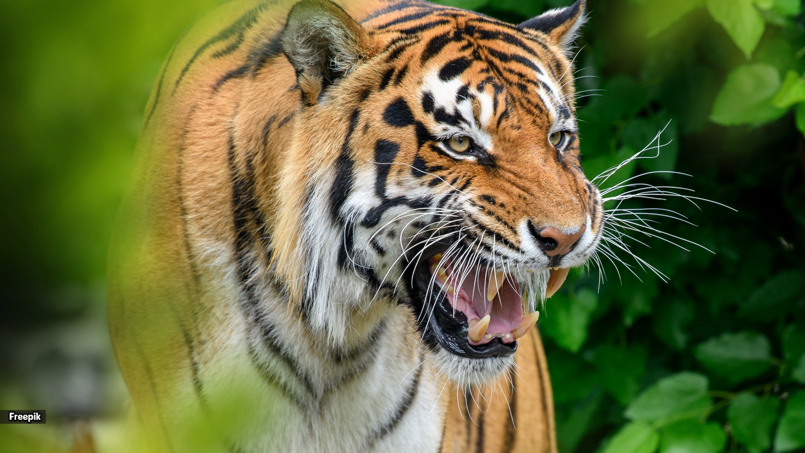 5 animals a tiger may think twice before attacking