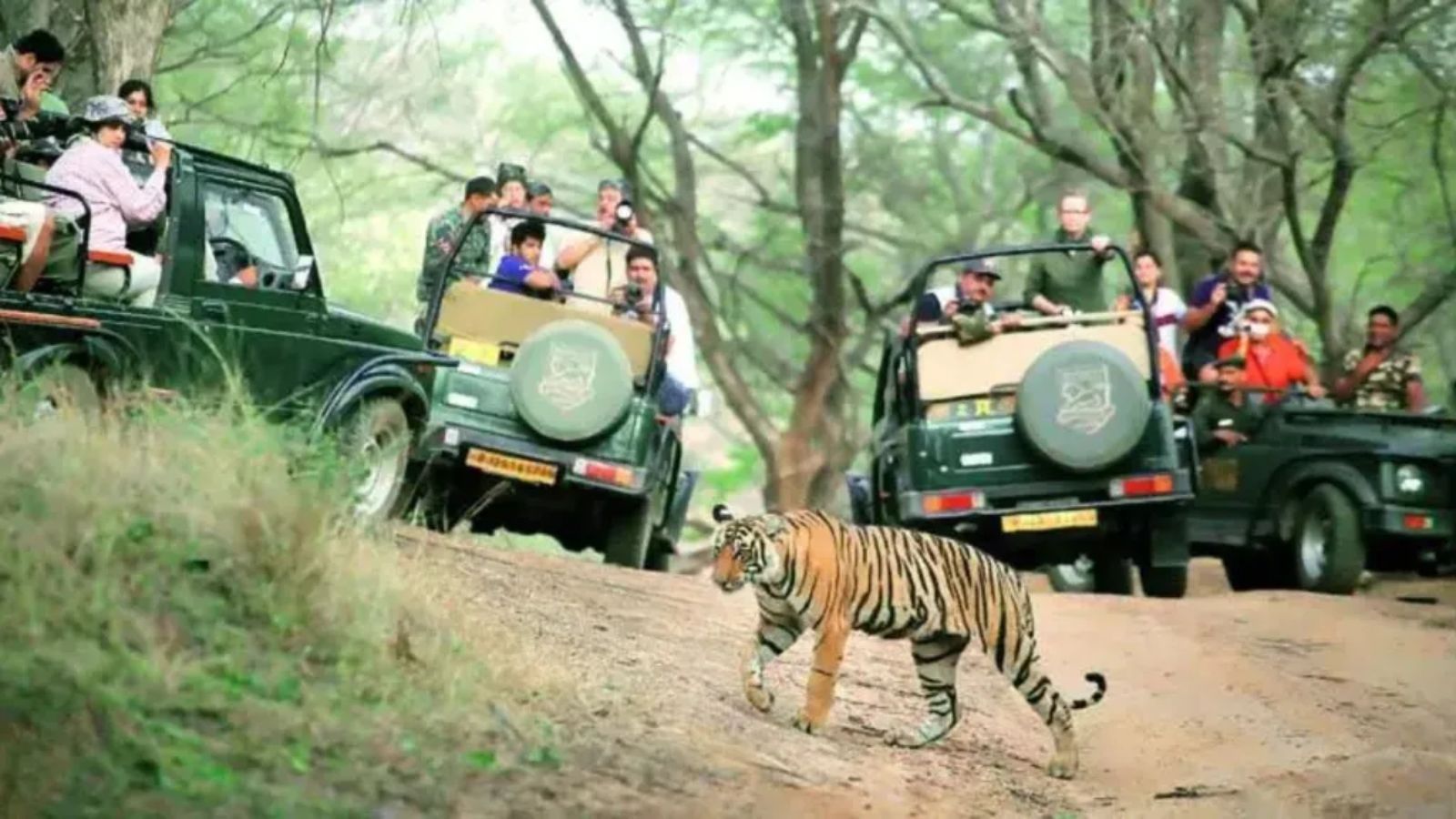 Bandipur, Nagarahole tiger safari: Hiked rates in Karnataka from September 1