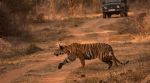 Fresh pugmarks and other signs can offer clues about where a tiger has recently moved.