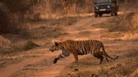 Fresh pugmarks and other signs can offer clues about where a tiger has recently moved.