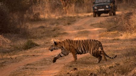 Fresh pugmarks and other signs can offer clues about where a tiger has recently moved.