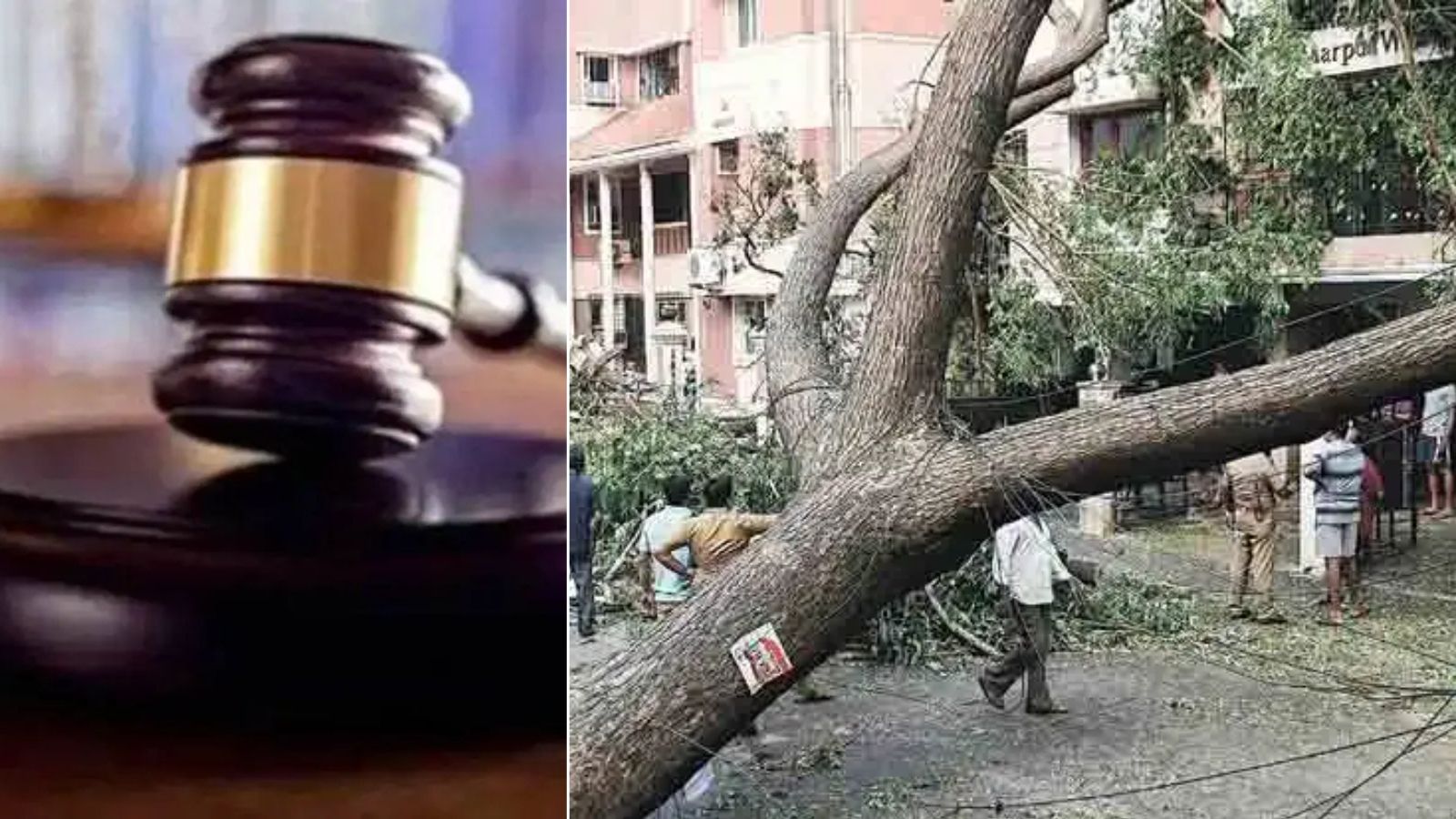 85% disabled after tree fall: Karnataka High Court orders Rs 2.77 crore for Bengaluru man