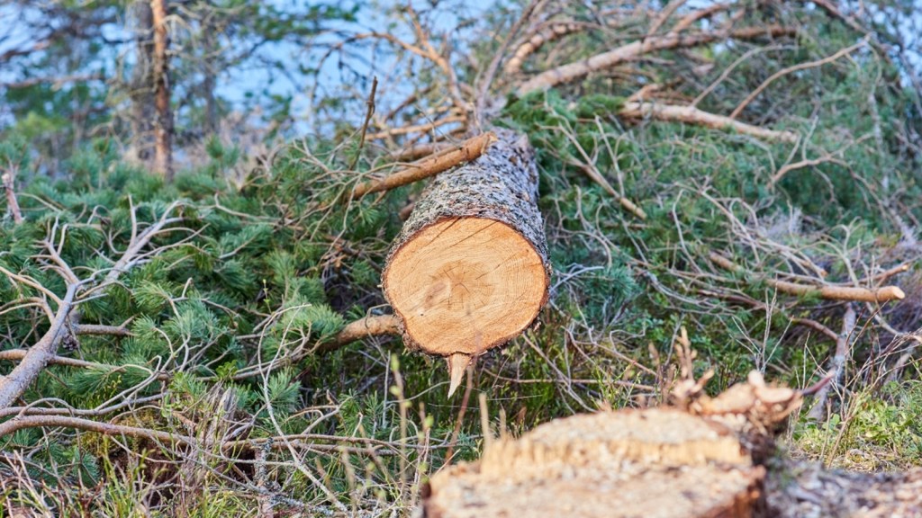 700 trees were felled for stadium. Now, Madhya Pradesh asked to plant 7,000 instead