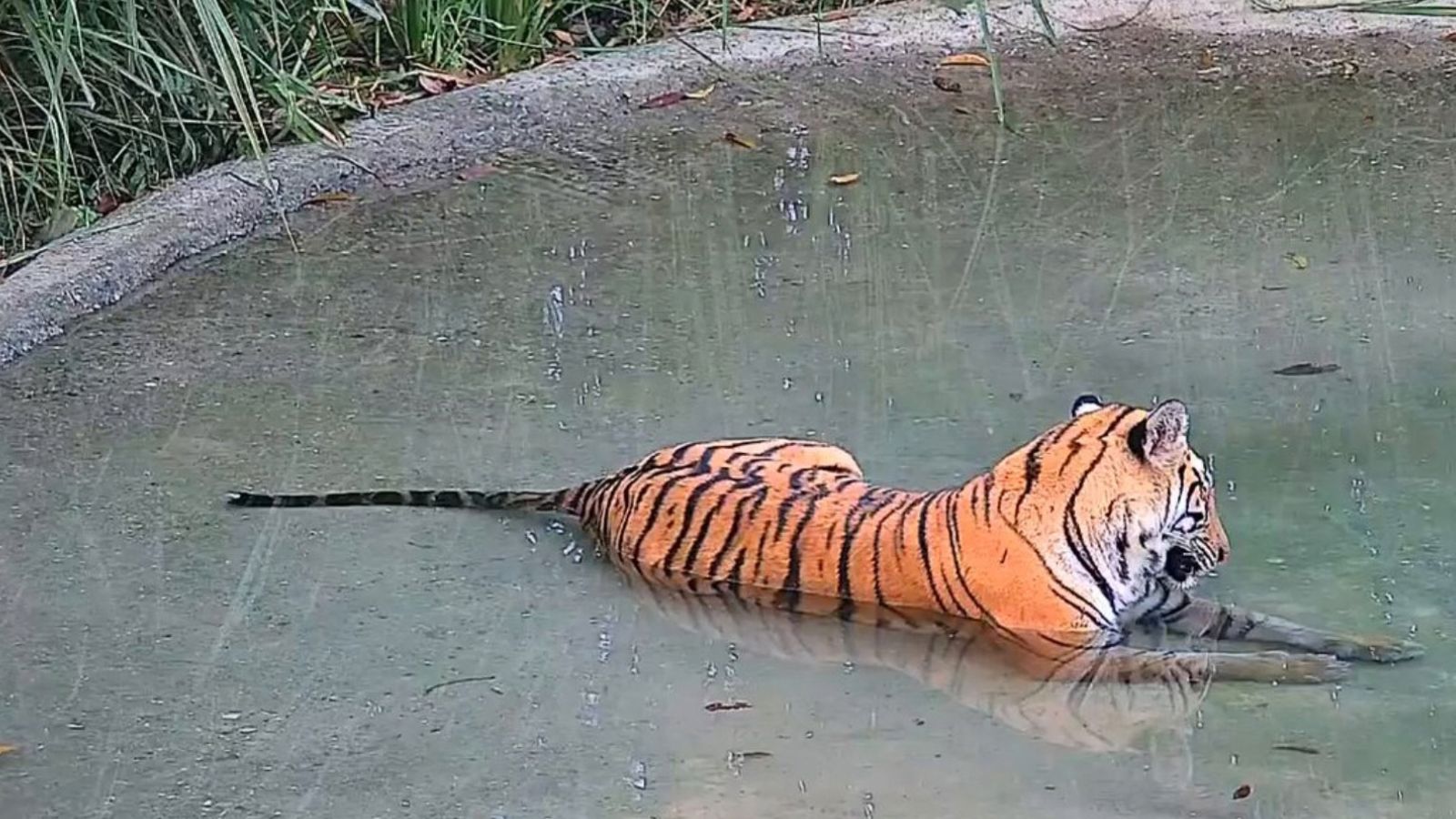 Tigress released into Bengal’s Buxa Tiger Reserve; 3 more planned – national Tigress released into Bengal’s Buxa Tiger Reserve; 3 more planned – national