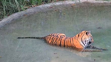 Bengal Buxa Tiger Reserve