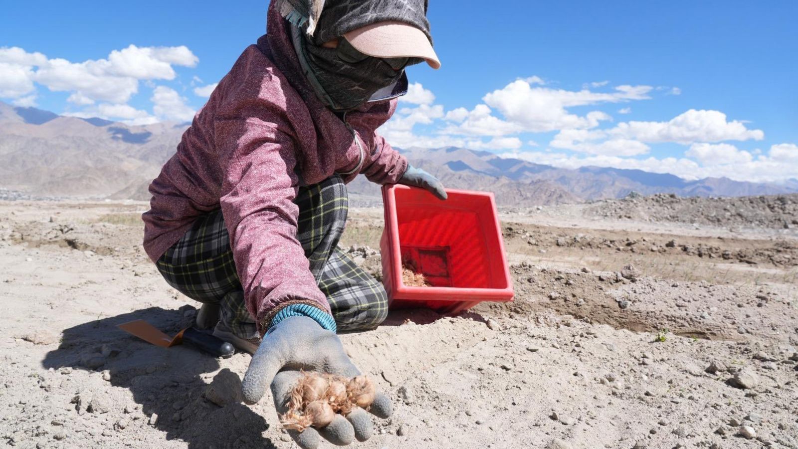Can Ladakh grow saffron? First-ever mass plantation drive begins in Leh
