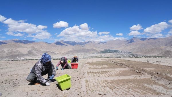 Ladakh saffron plantation