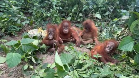 Orangutans Indonesia Odisha