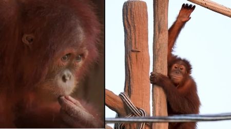 Orangutan rescued Dombivli Indonesia