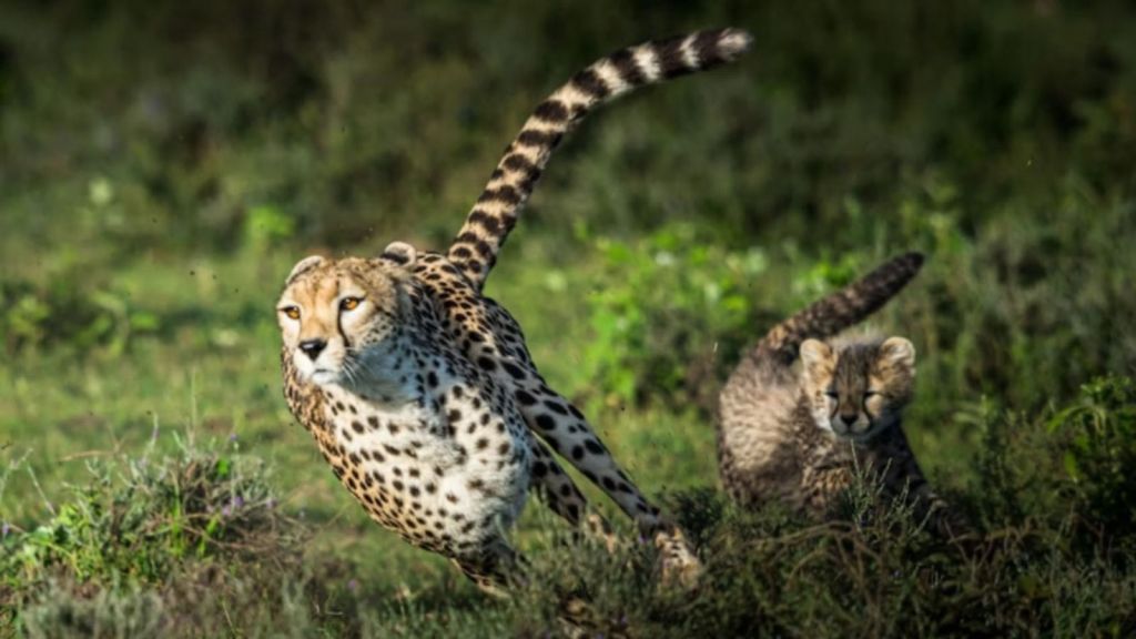 The death of the 19-month-old male cheetah is the first such reported incident since African cheetahs were introduced to Kuno National Park in 2022. (File