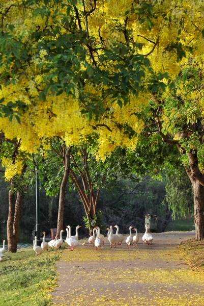 Amaltas