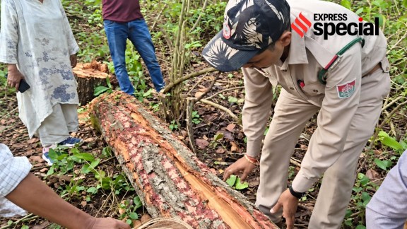 Madhya Pradesh, Madhya Pradesh tree felling, Madhya Pradesh tree cutting, Dindori-Mandla road, sal heartwood borer, longhorn beetle, Bhopal, Madhya Pradesh government, Indian express news, current affairs