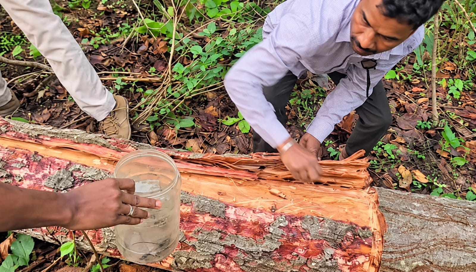 Madhya Pradesh, Madhya Pradesh tree felling, Madhya Pradesh tree cutting, Dindori-Mandla road, sal heartwood borer, longhorn beetle, Bhopal, Madhya Pradesh government, Indian express news, current affairs