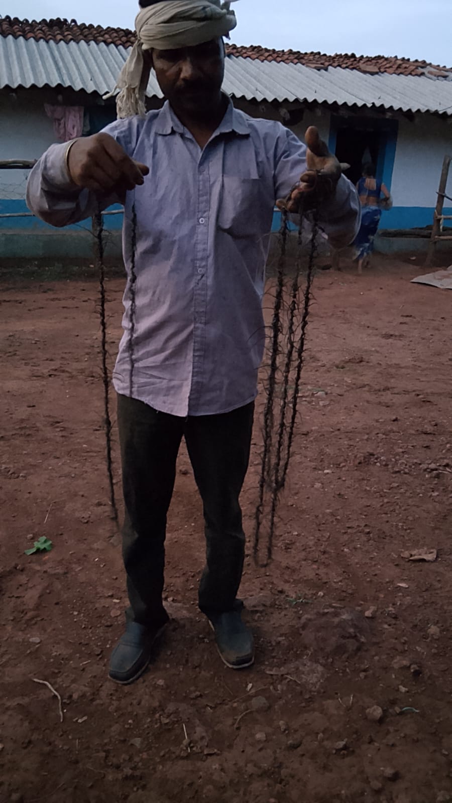 Madhya Pradesh, Madhya Pradesh tree felling, Madhya Pradesh tree cutting, Dindori-Mandla road, sal heartwood borer, longhorn beetle, Bhopal, Madhya Pradesh government, Indian express news, current affairs