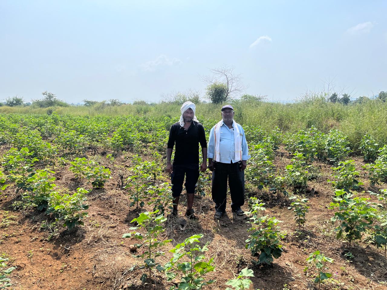 No Dussehra or Diwali here: Yavatmal’s dry fields leave farmers counting losses