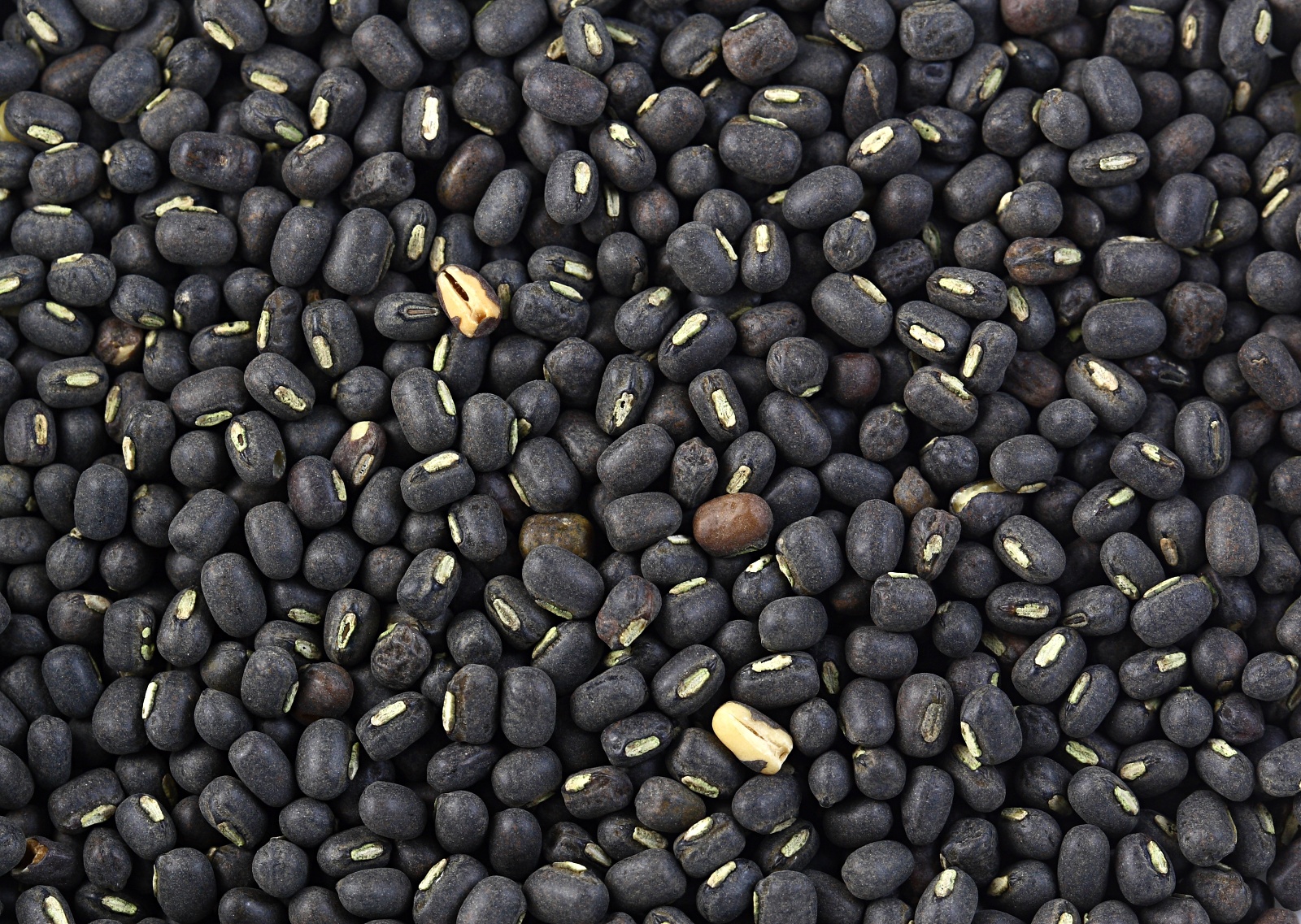 urad