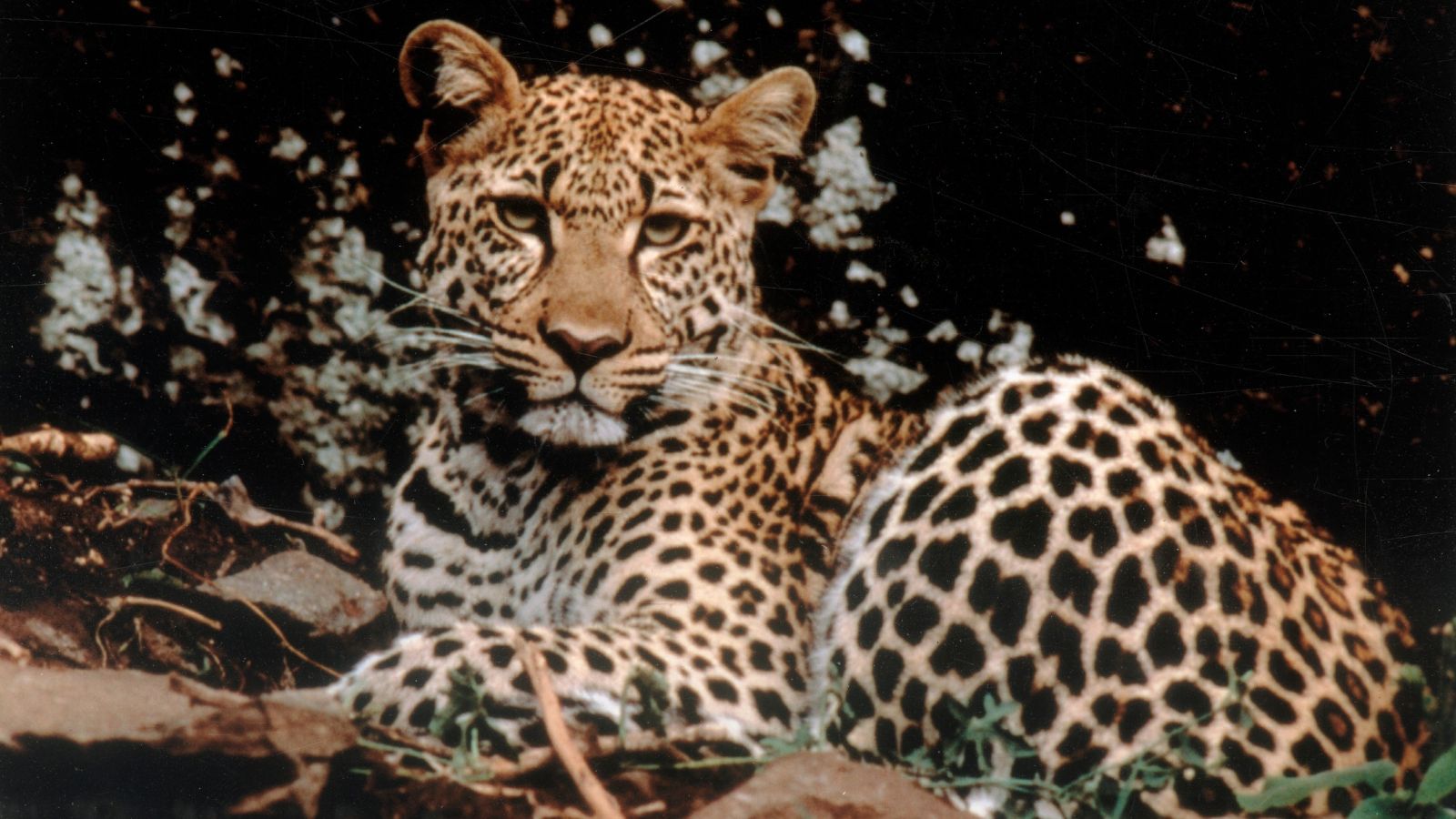 Behind young Kuno cheetah’s death: local gun, armed population, and callous monitoring