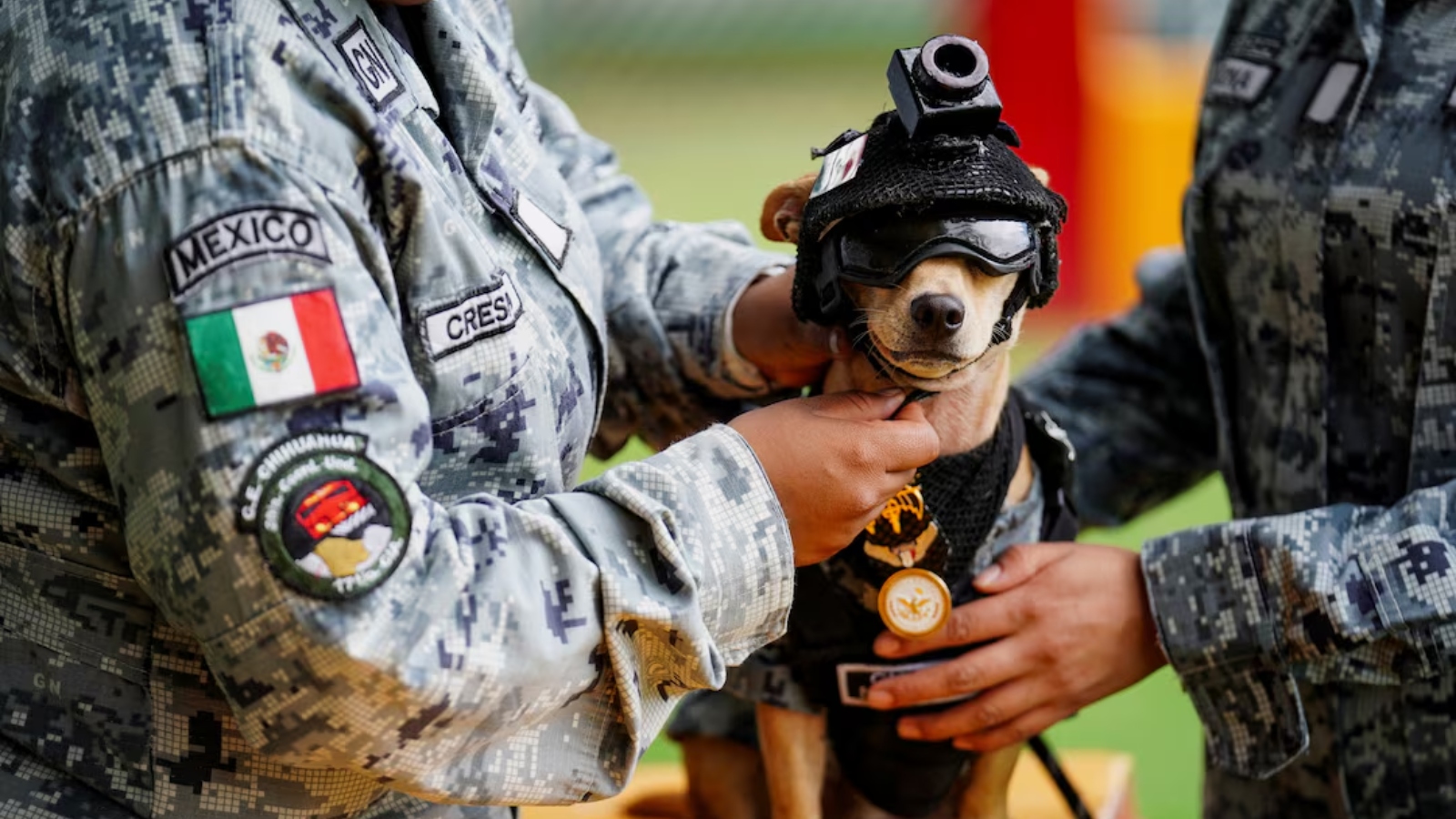 Mexico’s National Guard has a new recruit: An 8-inch Chihuahua