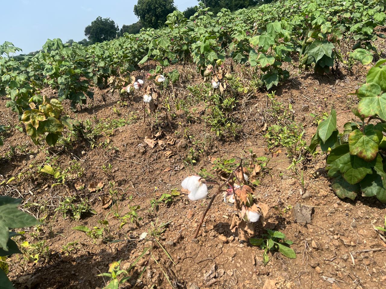 No Dussehra or Diwali here: Yavatmal’s dry fields leave farmers counting losses