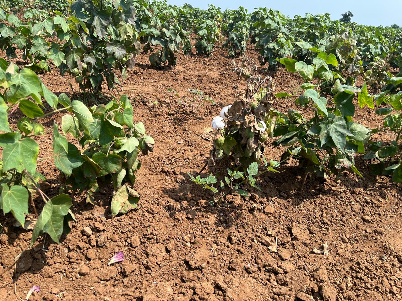 No Dussehra or Diwali here: Yavatmal’s dry fields leave farmers counting losses