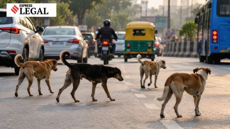 Delhi high court road accident dogs coma Rs 1.70 crore