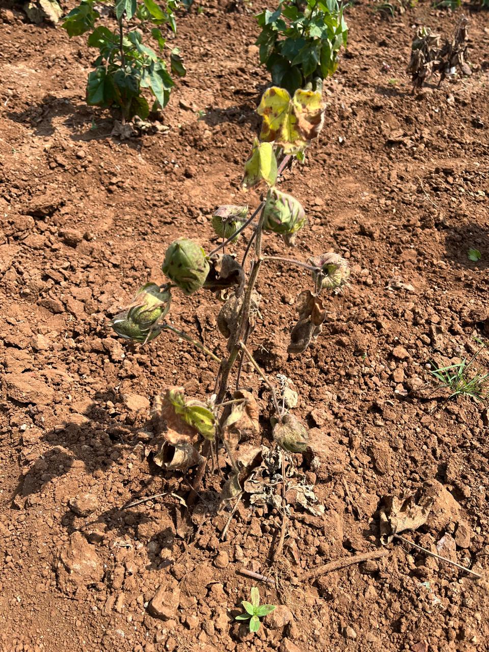 No Dussehra or Diwali here: Yavatmal’s dry fields leave farmers counting losses