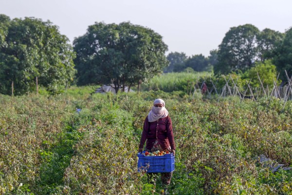 A farmer in Jalna harvesting tomatoes