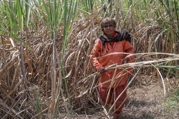 Mangala Bhosale working on a sugarcane field in Dharashiv.Express photo by Narendra vaskar