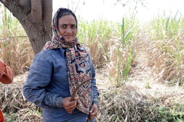 Sonali Aditrao works in a sugarcane field at Karajkheda. Express photo by Narendra vaskar